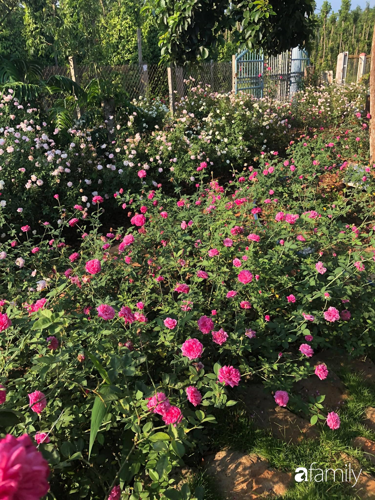 Khu vườn hoa hồng đẹp như cổ tích mà người chồng ngày đêm chăm sóc để tặng vợ con ở Vũng Tàu-6