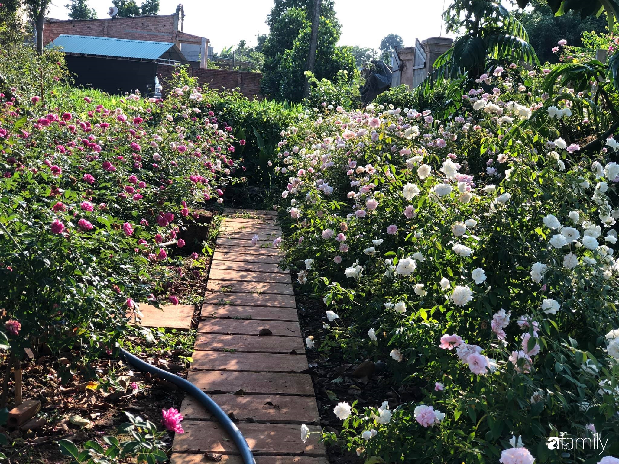 Khu vườn hoa hồng đẹp như cổ tích mà người chồng ngày đêm chăm sóc để tặng vợ con ở Vũng Tàu-4