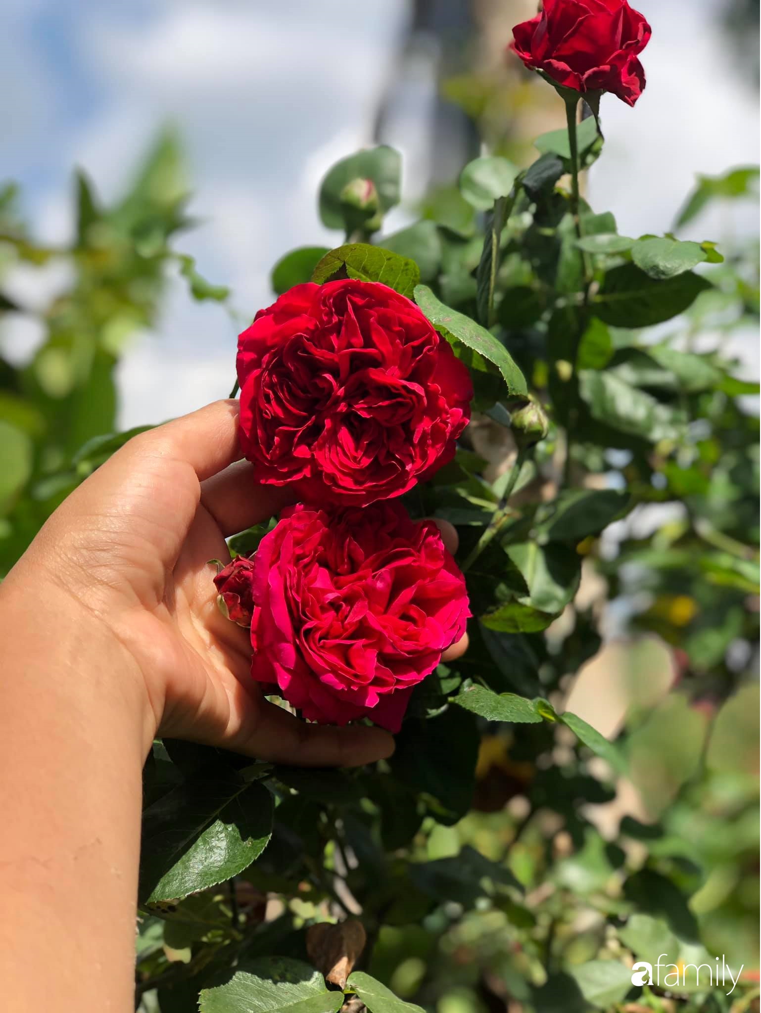 Khu vườn hoa hồng đẹp như cổ tích mà người chồng ngày đêm chăm sóc để tặng vợ con ở Vũng Tàu-17