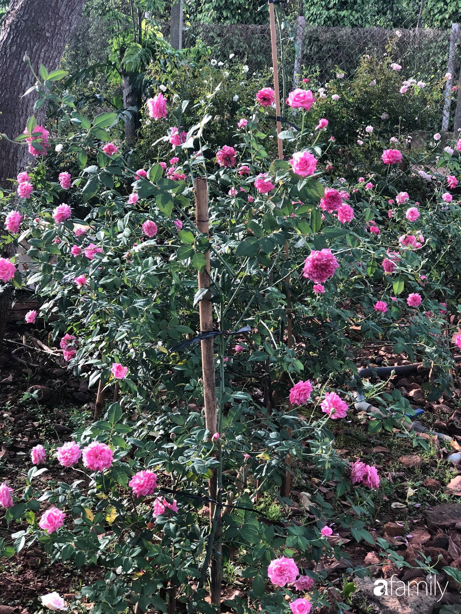 Khu vườn hoa hồng đẹp như cổ tích mà người chồng ngày đêm chăm sóc để tặng vợ con ở Vũng Tàu-7