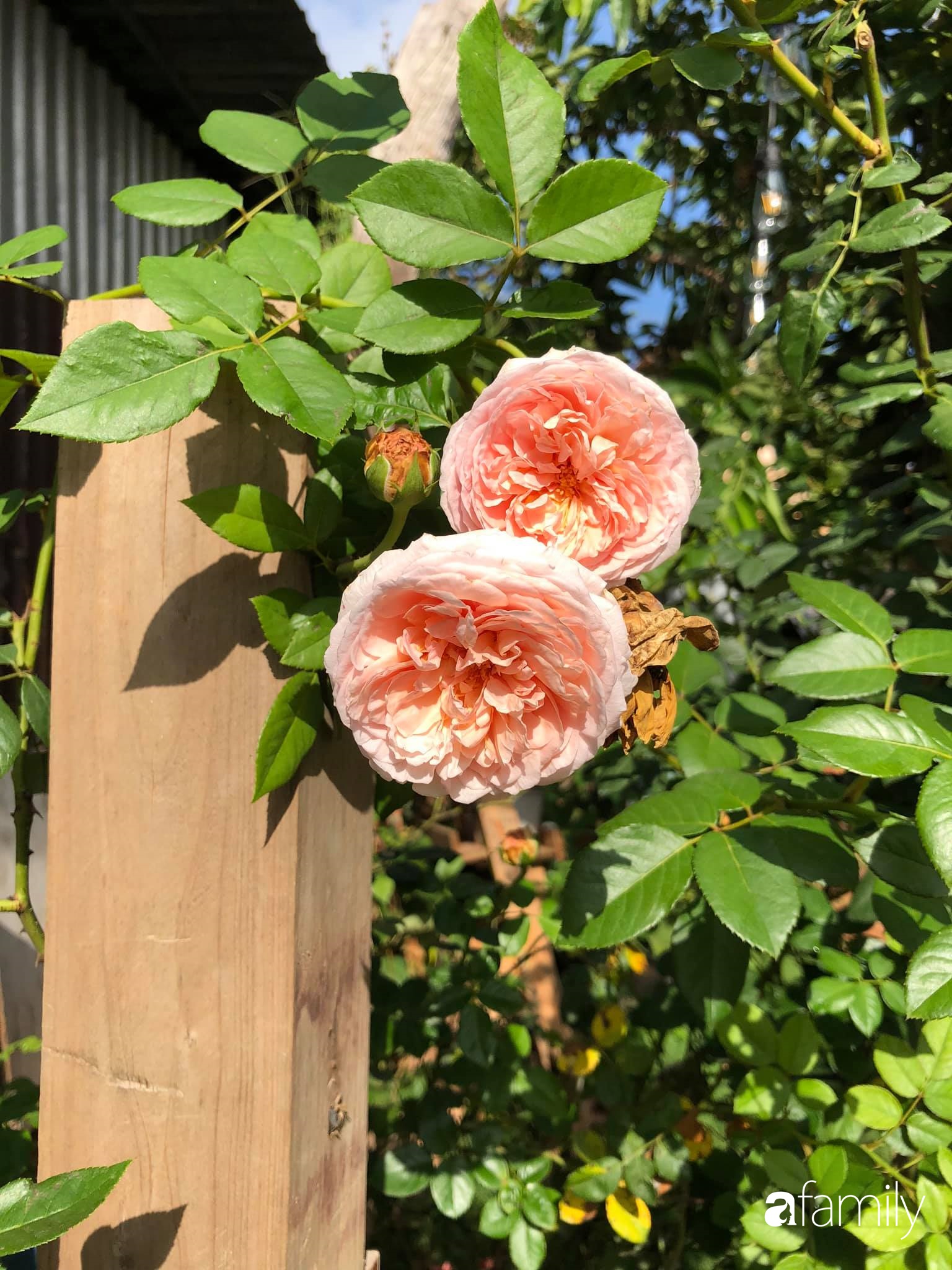 Khu vườn hoa hồng đẹp như cổ tích mà người chồng ngày đêm chăm sóc để tặng vợ con ở Vũng Tàu-33