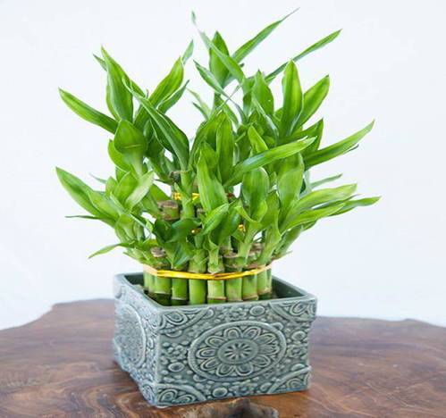 Trồng 5 loại cây phong thủy này ở đâu, tiền bạc ào ào chảy về nơi đó-1