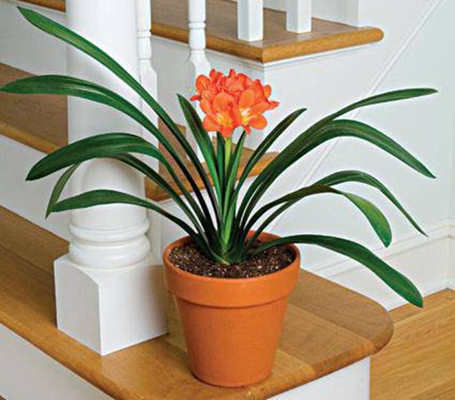 Trồng 5 loại cây phong thủy này ở đâu, tiền bạc ào ào chảy về nơi đó-3