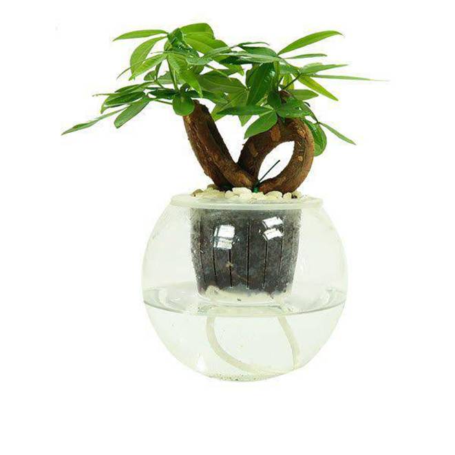 Trồng 5 loại cây phong thủy này ở đâu, tiền bạc ào ào chảy về nơi đó-4