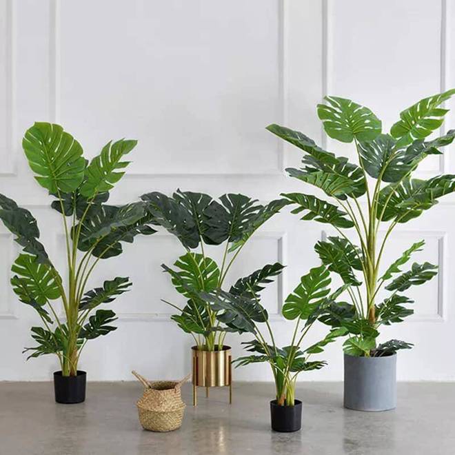 Trồng 5 loại cây phong thủy này ở đâu, tiền bạc ào ào chảy về nơi đó-5