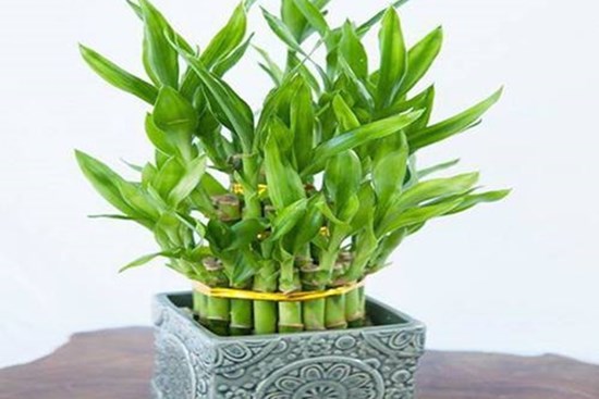 Trồng 5 loại cây phong thủy này ở đâu, tiền bạc ào ào chảy về nơi đó