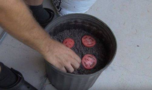 Lạ đời cách trồng cà chua thái miếng chỉ mất vài phút, sau được cả vườn cà chua sai trĩu-3