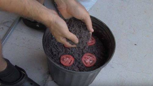 Lạ đời cách trồng cà chua thái miếng chỉ mất vài phút, sau được cả vườn cà chua sai trĩu-4