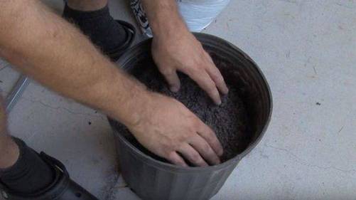 Lạ đời cách trồng cà chua thái miếng chỉ mất vài phút, sau được cả vườn cà chua sai trĩu-5