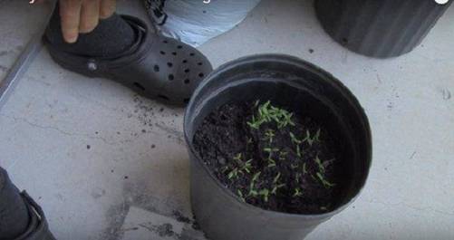 Lạ đời cách trồng cà chua thái miếng chỉ mất vài phút, sau được cả vườn cà chua sai trĩu-6