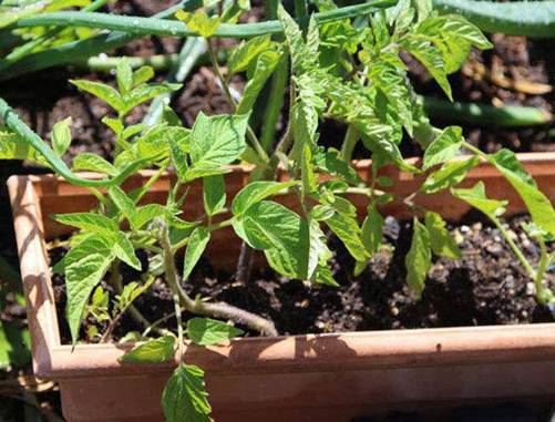 Lạ đời cách trồng cà chua thái miếng chỉ mất vài phút, sau được cả vườn cà chua sai trĩu-7