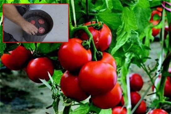 Lạ đời cách trồng cà chua thái miếng chỉ mất vài phút, sau được cả vườn cà chua sai trĩu