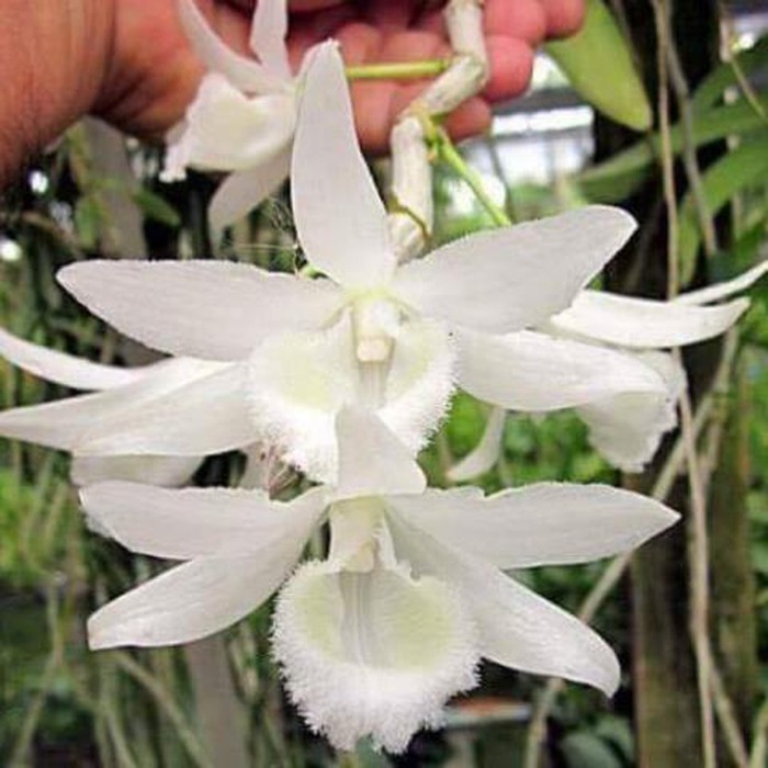 Vỡ trận lan phi điệp: Người tán gia bại sản, kẻ ôm trăm tỷ biến mất-1