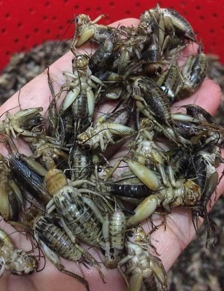 Món lạ dế mèn rang lá chanh, gom 3 ngày mới đủ 1 bữa-2