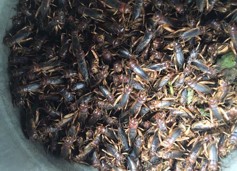 Món lạ dế mèn rang lá chanh, gom 3 ngày mới đủ 1 bữa-4