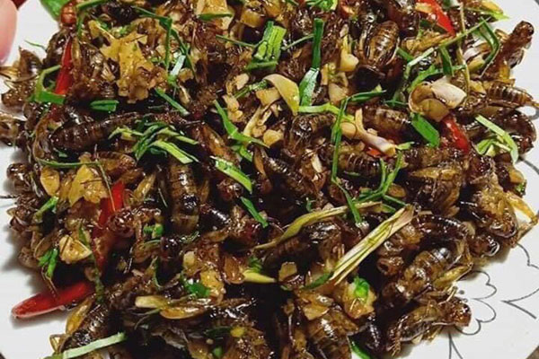 Kỳ lạ loài côn trùng chỉ sống vài tiếng trong đời nhưng khi thành món ăn thì gây nghiện-6