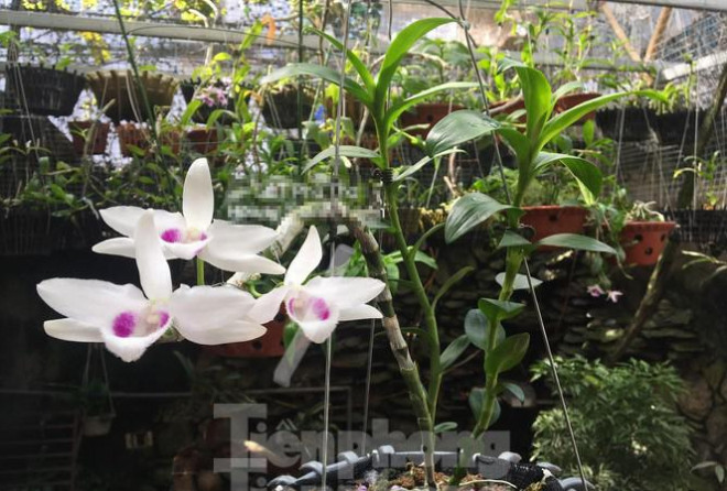 Giới chơi lan đột biến tiết lộ về các chậu không đồng nhưng thu bạc tỷ-1