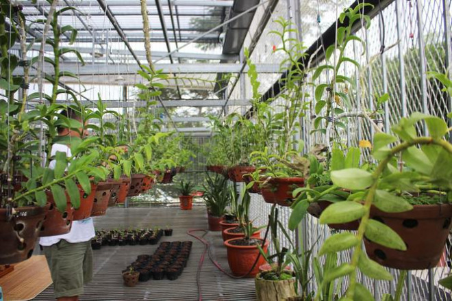 Giới chơi lan đột biến tiết lộ về các chậu không đồng nhưng thu bạc tỷ-3