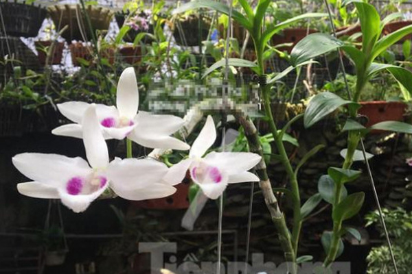 Vì sao chủ vườn lan đột biến chỉ mong sàn giao dịch lan trên mạng đổ sập?-9