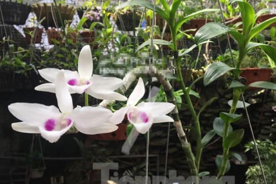 Giới chơi lan đột biến tiết lộ về các 'chậu không đồng' nhưng thu bạc tỷ