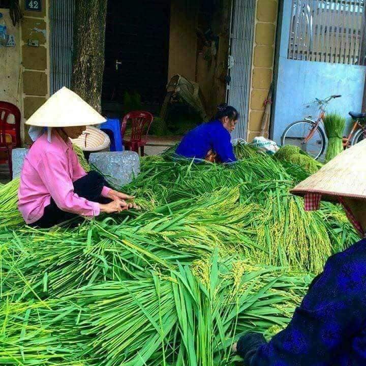 Cốm non đầu mùa giá 200 ngàn/kg vẫn hút chị em đặt mua ăn vặt và làm quà Hà Nội mùa thu-1