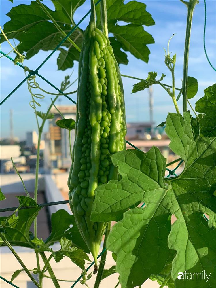 Sân thượng tầng 5 trồng toàn rau quả sạch trong 100 can nhựa vô cùng ấn tượng của mẹ đảm Cần Thơ-6