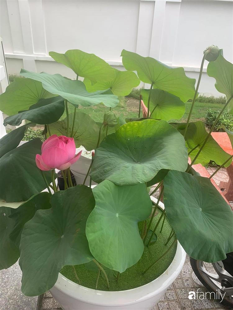 Sân thượng tầng 5 trồng toàn rau quả sạch trong 100 can nhựa vô cùng ấn tượng của mẹ đảm Cần Thơ-8