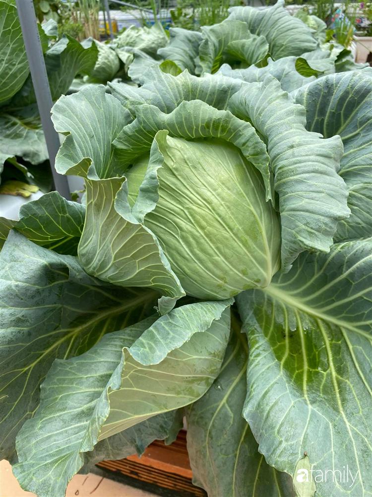 Sân thượng tầng 5 trồng toàn rau quả sạch trong 100 can nhựa vô cùng ấn tượng của mẹ đảm Cần Thơ-13