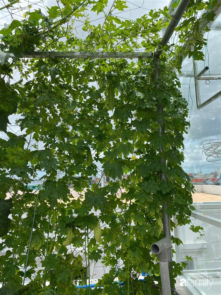 Sân thượng tầng 5 trồng toàn rau quả sạch trong 100 can nhựa vô cùng ấn tượng của mẹ đảm Cần Thơ-16