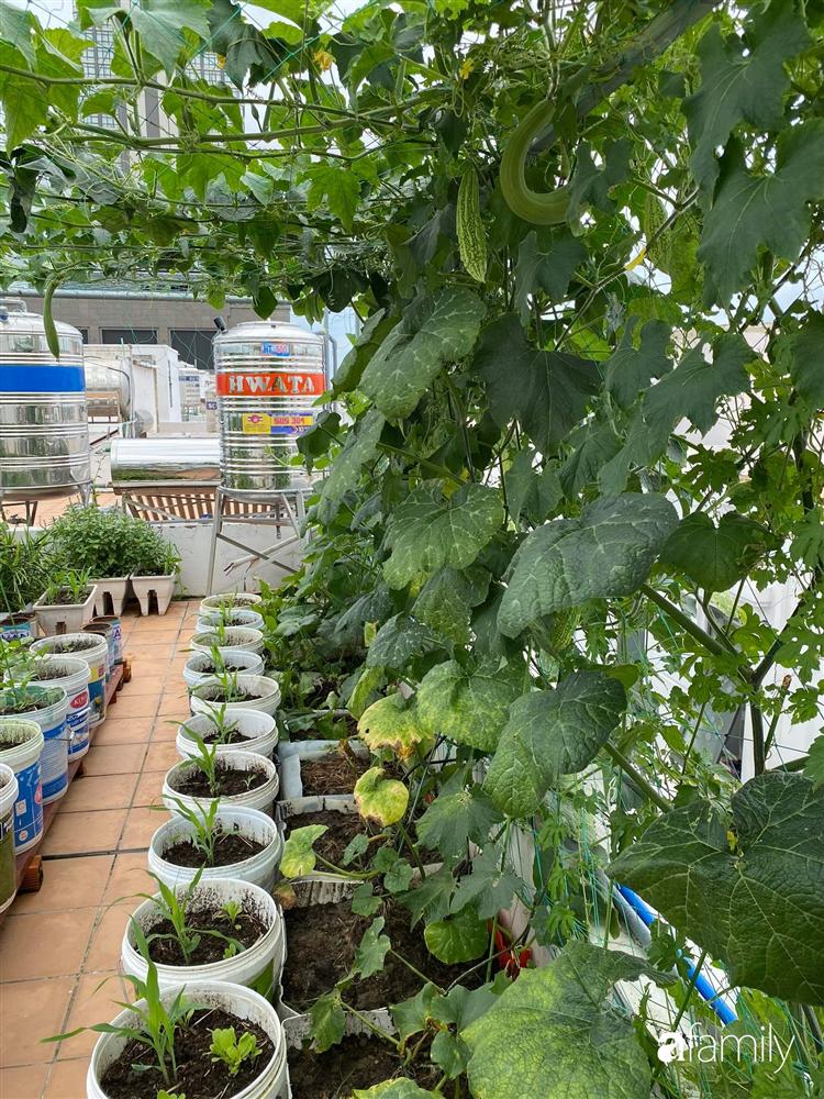 Sân thượng tầng 5 trồng toàn rau quả sạch trong 100 can nhựa vô cùng ấn tượng của mẹ đảm Cần Thơ-17