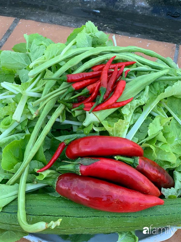 Sân thượng tầng 5 trồng toàn rau quả sạch trong 100 can nhựa vô cùng ấn tượng của mẹ đảm Cần Thơ-18