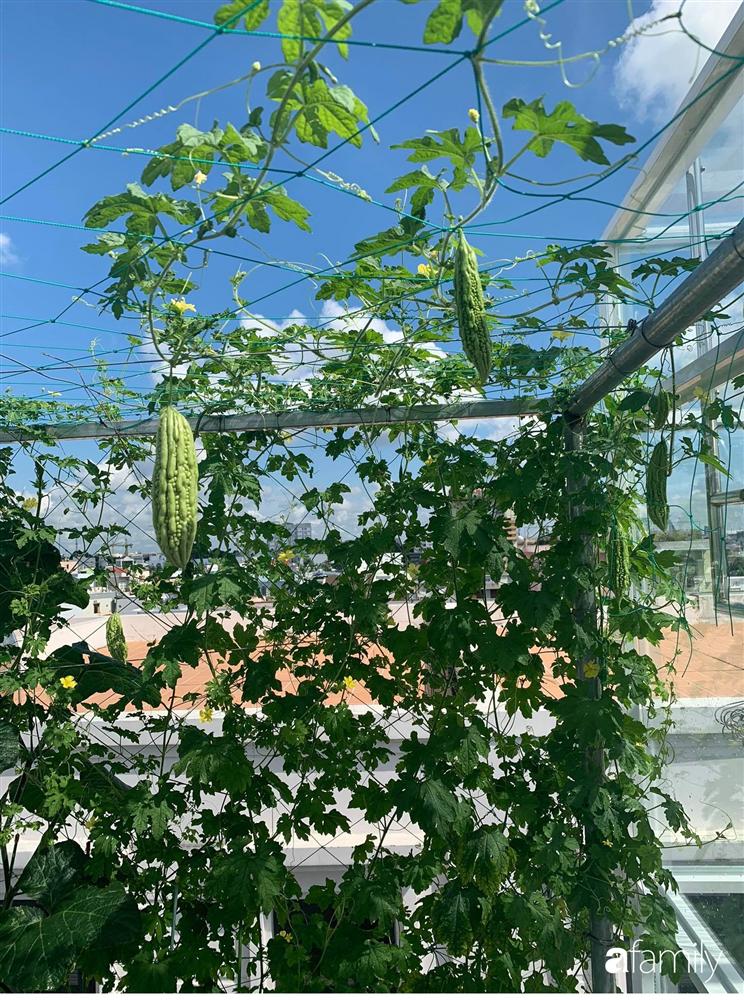 Sân thượng tầng 5 trồng toàn rau quả sạch trong 100 can nhựa vô cùng ấn tượng của mẹ đảm Cần Thơ-19