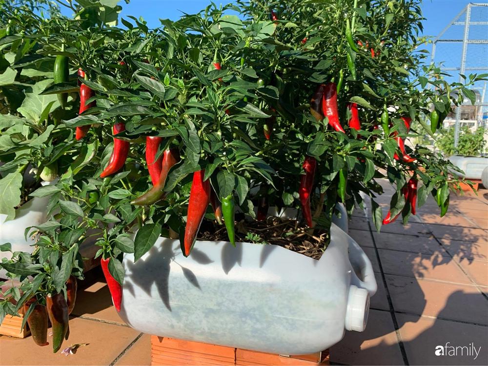 Sân thượng tầng 5 trồng toàn rau quả sạch trong 100 can nhựa vô cùng ấn tượng của mẹ đảm Cần Thơ-24