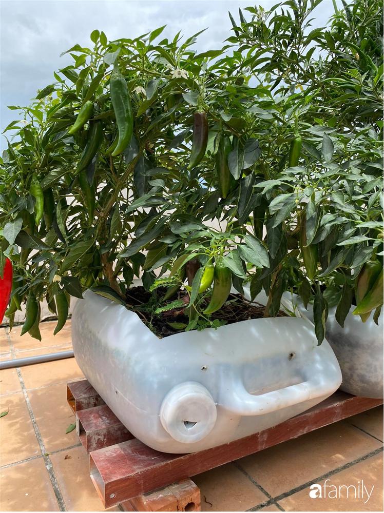 Sân thượng tầng 5 trồng toàn rau quả sạch trong 100 can nhựa vô cùng ấn tượng của mẹ đảm Cần Thơ-27