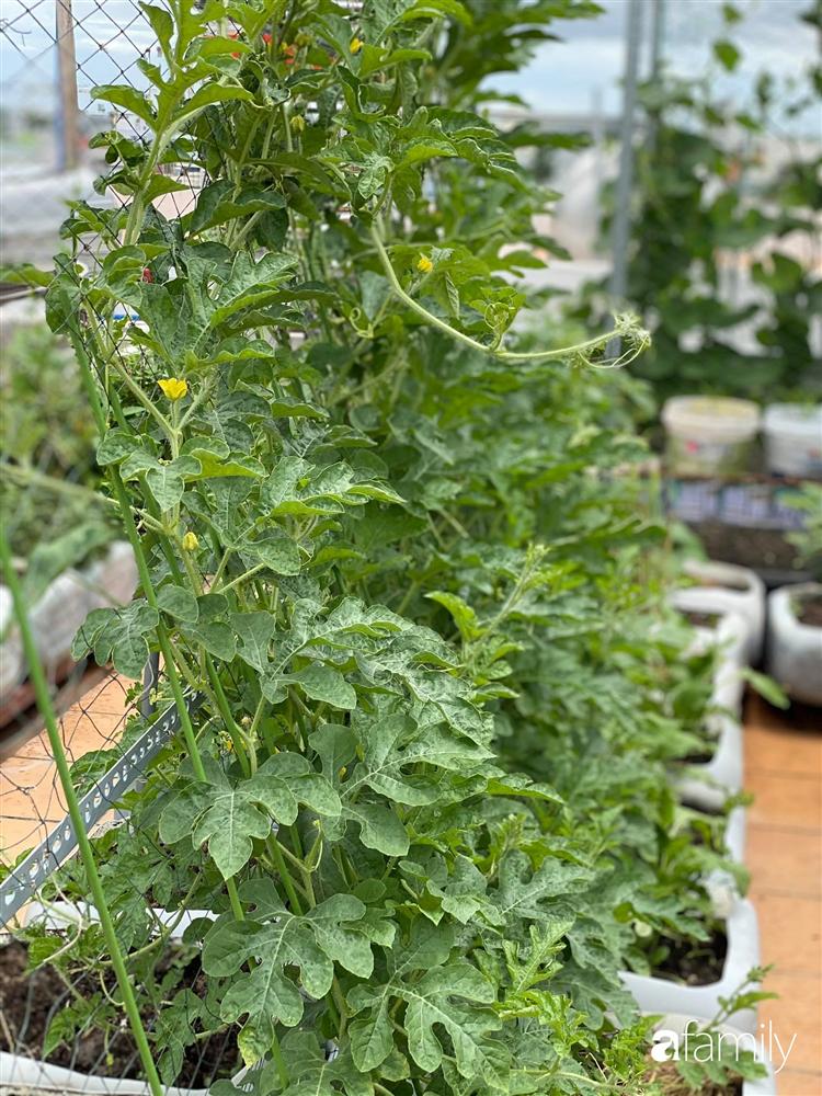 Sân thượng tầng 5 trồng toàn rau quả sạch trong 100 can nhựa vô cùng ấn tượng của mẹ đảm Cần Thơ-28