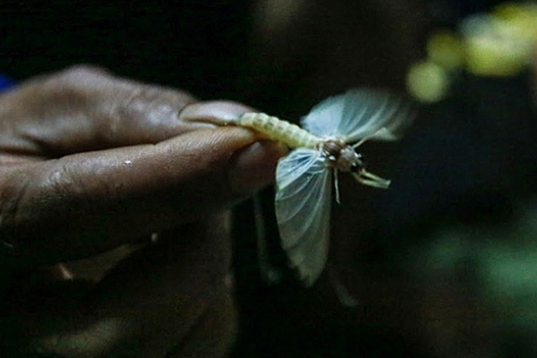 Dế mèn chu du trên bàn nhậu, muốn ăn phải xếp hàng chờ-5