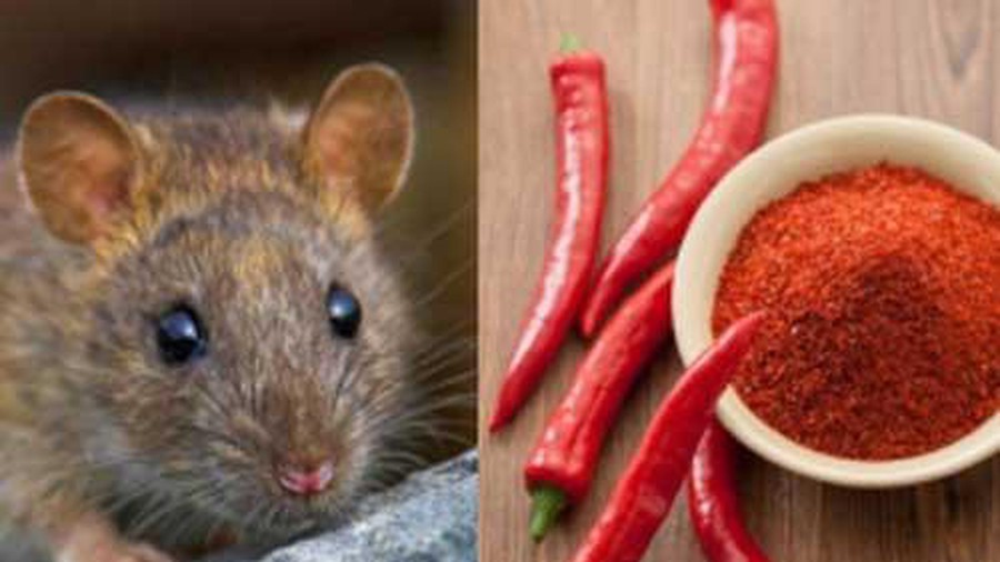 Mẹ giã tỏi rải góc bếp, tưởng điều gì bí hiểm hóa ra là chiêu bà đuổi sạch đám chuột hôi hám-4