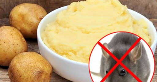 Mẹ giã tỏi rải góc bếp, tưởng điều gì bí hiểm hóa ra là chiêu bà đuổi sạch đám chuột hôi hám-3