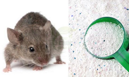 Mẹ giã tỏi rải góc bếp, tưởng điều gì bí hiểm hóa ra là chiêu bà đuổi sạch đám chuột hôi hám-7