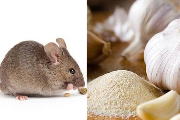 Dùng nguyên liệu tự nhiên sẵn có, cách diệt kiến trong nhà đơn giản hơn bao giờ hết mà không cần hóa chất chuyên dụng-8