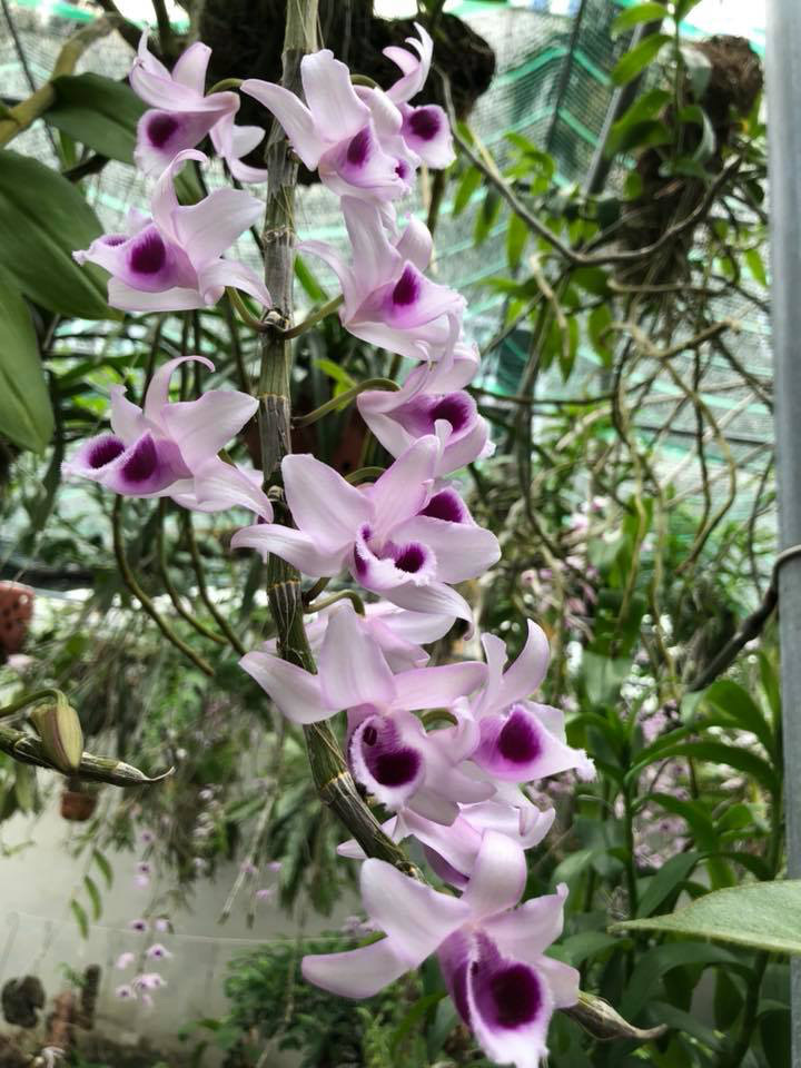 Vì sao chủ vườn lan đột biến chỉ mong sàn giao dịch lan trên mạng đổ sập?-4