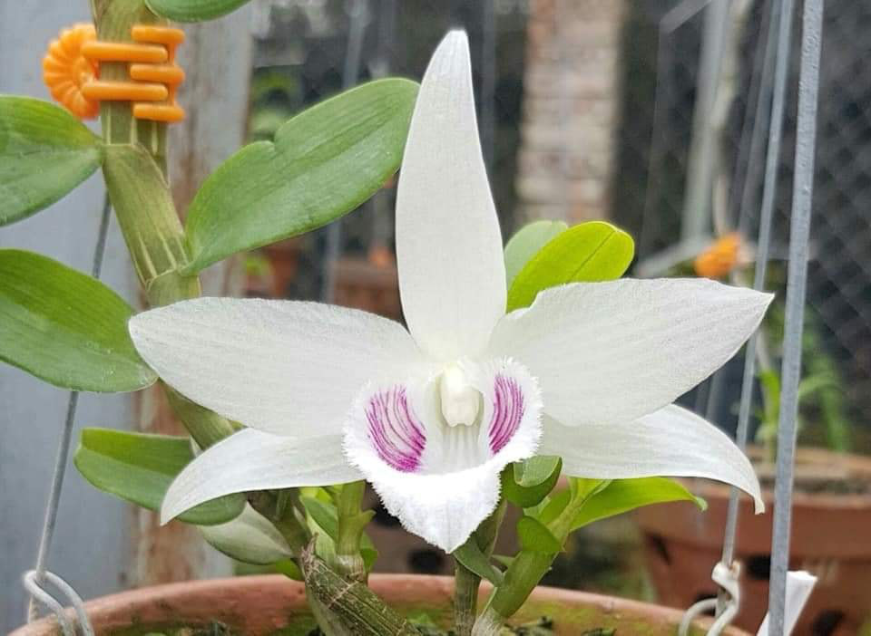 Vì sao chủ vườn lan đột biến chỉ mong sàn giao dịch lan trên mạng đổ sập?-5