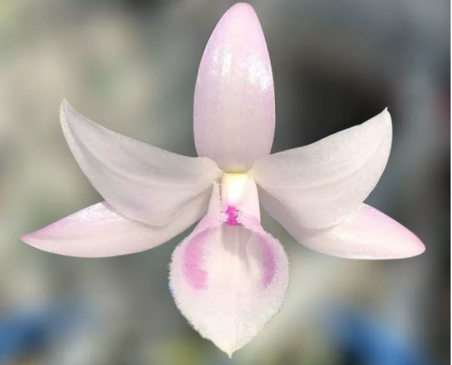 Vì sao chủ vườn lan đột biến chỉ mong sàn giao dịch lan trên mạng đổ sập?-6