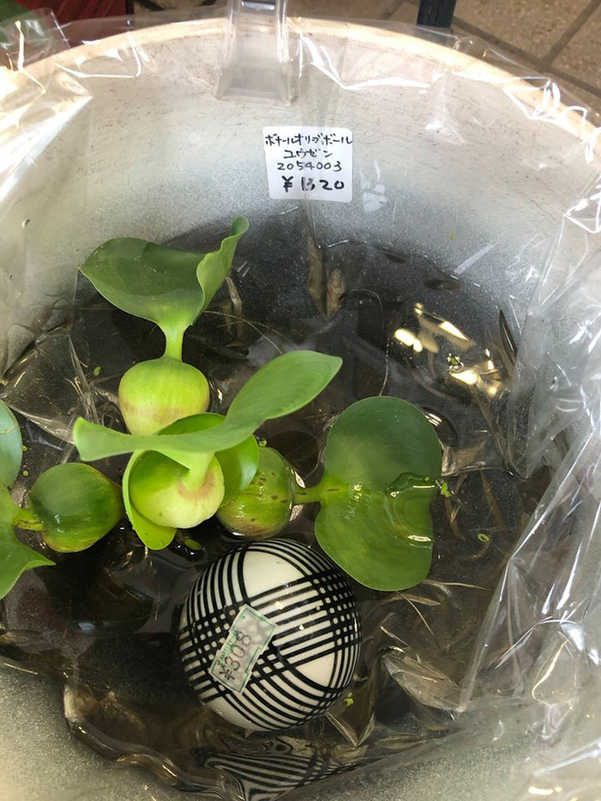 Sang Nhật thấy một cây bèo giá 21.000 đồng, cô gái gọi mẹ: Xem thôi không có tiền mua đâu-1