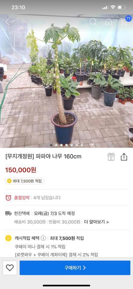 Sang Nhật thấy một cây bèo giá 21.000 đồng, cô gái gọi mẹ: Xem thôi không có tiền mua đâu-3