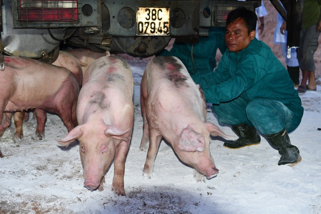 Giá lợn hơi mất mốc 90.000 đồng, siêu thị cam kết bán không lợi nhuận-2