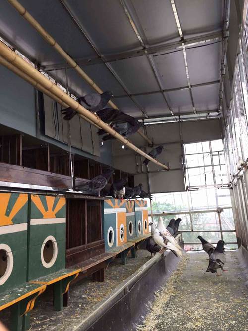 Choáng với trang trại nuôi trồng thập cẩm trên nóc nhà giữa Thủ đô-2