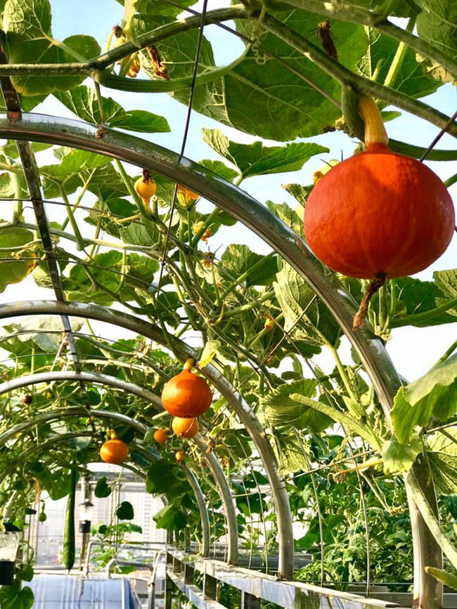Choáng với trang trại nuôi trồng thập cẩm trên nóc nhà giữa Thủ đô-3