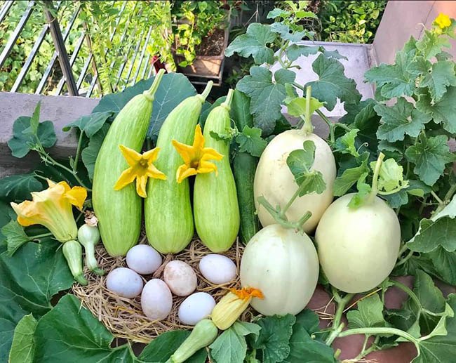 Choáng với trang trại nuôi trồng thập cẩm trên nóc nhà giữa Thủ đô-5