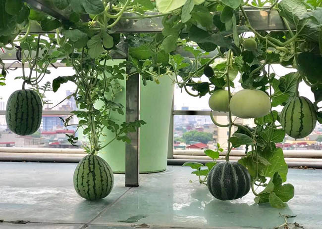 Choáng với trang trại nuôi trồng thập cẩm trên nóc nhà giữa Thủ đô-7